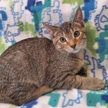 Graham Cracker -  Domestic Short Hair Cat for Adoption in Attica, New York - Graham Cracker | PetCurious