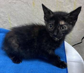 Eclipse -  Domestic Short Hair Cat for Adoption in Honolulu, Hawaii - Eclipse | PetCurious