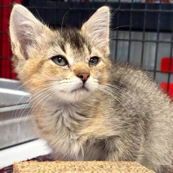 Basil -  Domestic Short Hair Cat for Adoption in Des Moines, Iowa - Basil | PetCurious