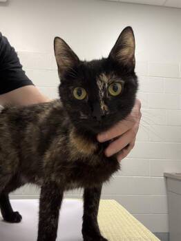 MOCHINI -  Domestic Short Hair Cat for Adoption in Indianapolis, Indiana - MOCHINI | PetCurious
