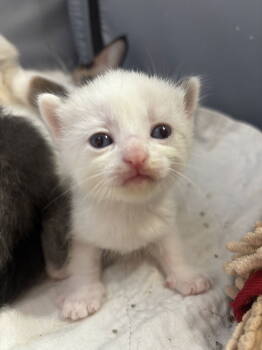 Rescue Domestic Short Hair Cats for Adoption in Camden, South Carolina - Tessella (Available For Pre-adoption) | PetCurious