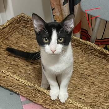 Loretta -  American Shorthair Cat for Adoption in Mount Vernon, Arkansas - Loretta | PetCurious
