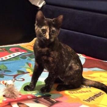 Indie -  Tortoiseshell Cat for Adoption in Sacramento, California - Indie | PetCurious