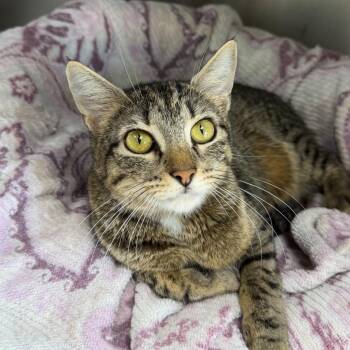 Orzo -  Domestic Short Hair Cat for Adoption in State College, Pennsylvania - Orzo | PetCurious