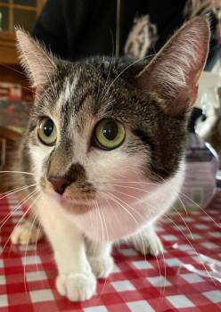 Tabby and Domestic Short Hair Cats Available for Adoption in Island Lake, Illinois - Dart | PetCurious