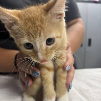 Lust -  Domestic Short Hair Cat for Adoption in Newark, New Jersey - Lust | PetCurious