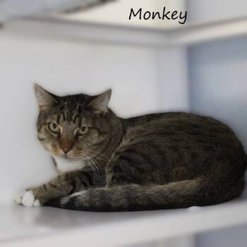 Monkey -  Domestic Short Hair Cat for Adoption in Yucaipa, California - Monkey | PetCurious