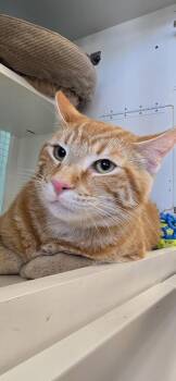Domestic Short Hair Cats Available for Adoption - Boone | PetCurious