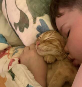 Bevo -  Tabby and Domestic Short Hair Cat for Adoption in Frisco, Texas - Bevo | PetCurious