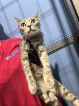 TRIS -  Domestic Short Hair Cat for Adoption in San Bernardino, California - TRIS | PetCurious