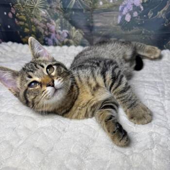 Milky Way -  Tabby and Domestic Short Hair Cat for Adoption in Greensburg, Pennsylvania - Milky Way | PetCurious