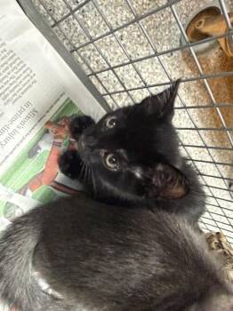 A186467 -  Domestic Short Hair Cat for Adoption in Pasadena, Texas - A186467 | PetCurious