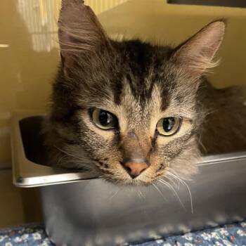 Domestic Medium Hair Cats Available for Adoption - Prince | PetCurious