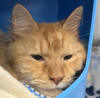 Flokey -  Domestic Medium Hair Cat for Adoption in Golden, Colorado - Flokey | PetCurious