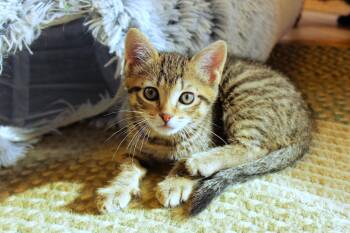 Mars -  Domestic Short Hair Cat for Adoption in Urbana, Ohio - Mars | PetCurious