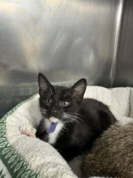 Graham -  Domestic Short Hair Cat for Adoption in Roseville, California - Graham | PetCurious