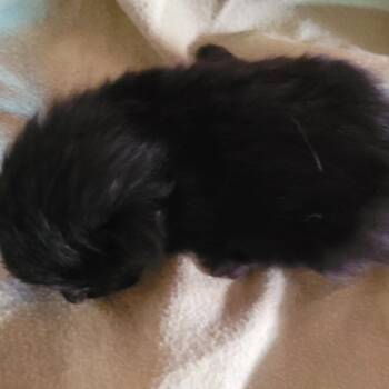Cocoa Puff -  Domestic Long Hair Cat for Adoption in Coos Bay, Oregon - Cocoa Puff | PetCurious
