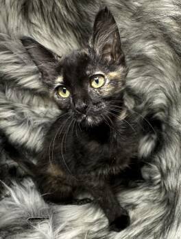 Tortoiseshell Cats Available for Adoption in San Diego, California - Arroz Con Coco | PetCurious
