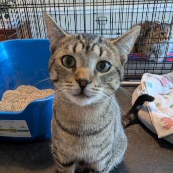 Domestic Short Hair Cats Available for Adoption in Nashville, Tennessee - Theodore | PetCurious