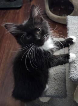 Naan -  Domestic Long Hair Cat for Adoption - Naan | PetCurious