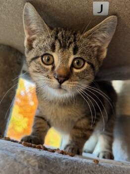 Rescue Domestic Short Hair Cats for Adoption in Anderson, Indiana - Stevie | PetCurious