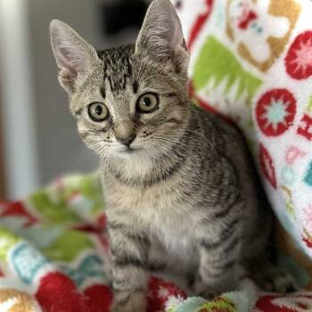 Rescue Domestic Medium Hair Cats for Adoption in Fort Worth, Texas - Hunter | PetCurious