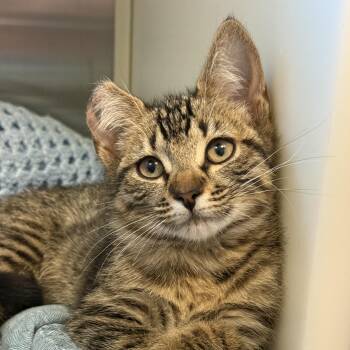 Tippie 63638 -  Domestic Short Hair Cat Available for Adoption in Aiken, South Carolina - Tippie 63638 | PetCurious