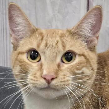 Rescue Tabby and Domestic Short Hair Cats for Adoption in Huntley, Illinois - Lily | PetCurious
