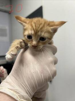 Dustin -  Domestic Short Hair Cat for Adoption in West Chester, Pennsylvania - Dustin | PetCurious