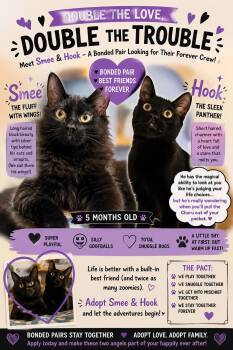 Hook and Smee a bonded pair -  Domestic Short Hair Cat for Adoption in Beaverton, Oregon - Hook And Smee A Bonded Pair | PetCurious