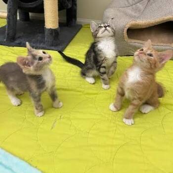 Eevee -  American Shorthair Cat for Adoption in South Elgin, Illinois - Eevee | PetCurious