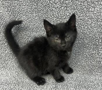 Domestic Short Hair Cats Available for Adoption in Sullivan, Indiana - Arizona 3 | PetCurious