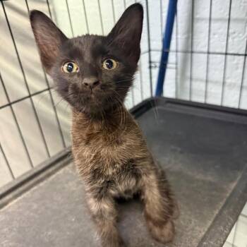 Midnight -  Domestic Short Hair Cat for Adoption in Casa Grande, Arizona - Midnight | PetCurious