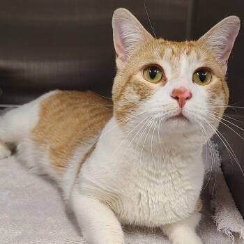 David Catterfield -  Domestic Short Hair Cat for Adoption in Oak Park, Illinois - David Catterfield | PetCurious