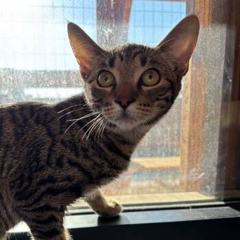 Rescue Domestic Short Hair Cats for Adoption in Riverside, California - Lily | PetCurious