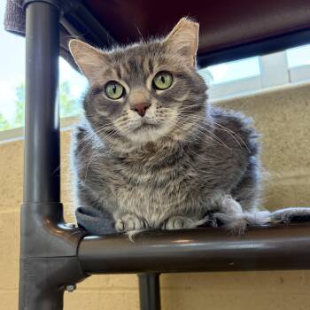 Lulu -  Domestic Long Hair Cat Available for Adoption in Winchester, Virginia - Lulu | PetCurious