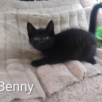 Benny -  Bombay and Domestic Short Hair Cat for Adoption in Wyandotte, Michigan - Benny | PetCurious