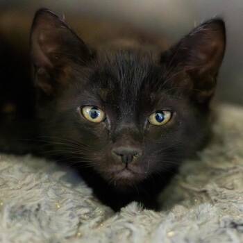 Domestic Short Hair Cats Available for Adoption - Queen | PetCurious