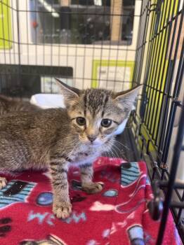 Domestic Short Hair Cats Available for Adoption - Otto ( Otto And Theo) Yellow Collar | PetCurious