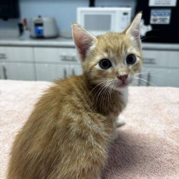 Quesarito -  Domestic Short Hair Cat for Adoption in Riverside, California - Quesarito | PetCurious