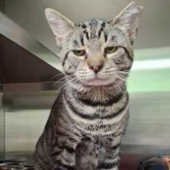 Eugene -  Domestic Short Hair Cat for Adoption in Bullhead City, Arizona - Eugene | PetCurious