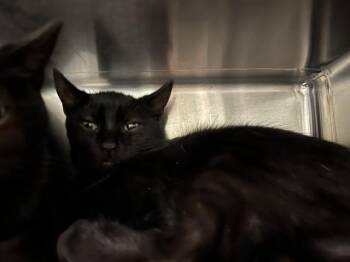 Domestic Short Hair Cats Available for Adoption in Colorado Springs, Colorado - LUSAKA | PetCurious
