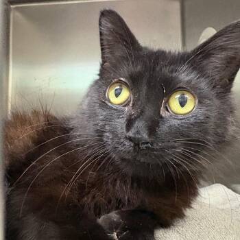PC -  Domestic Short Hair Cat for Adoption in Milton, Florida - PC | PetCurious