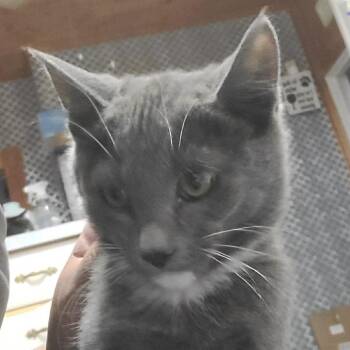 Dustin -  Domestic Short Hair Cat for Adoption in Hemet, California - Dustin | PetCurious