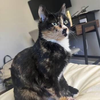 Domestic Short Hair Cats Available for Adoption - Turtle | PetCurious
