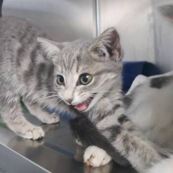 Jefferson Starship -  Domestic Short Hair Cat for Adoption in Russellville, Kentucky - Jefferson Starship | PetCurious