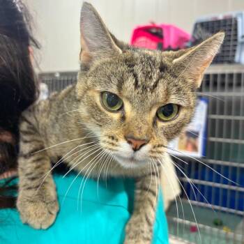 Juniper -  Domestic Short Hair Cat for Adoption - Juniper | PetCurious