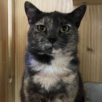 Cerulean -  Domestic Short Hair Cat for Adoption in Yucca Valley, California - Cerulean | PetCurious