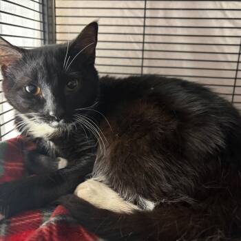 Domestic Short Hair Cats Available for Adoption - Churchill | PetCurious