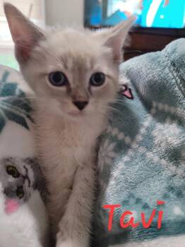 Domestic Short Hair Cats Available for Adoption in Blanchard, Oklahoma - Tavi ACCEPTING Pre-ADOPTION Applications | PetCurious